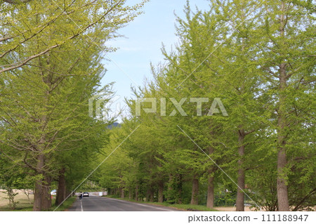 Fresh green, Kannabe Plateau, Ginkgo tree-lined (Hyogo Prefecture) Fresh green, Kannabe Plateau, Ginkgo tree-lined (Hyogo Prefecture) 111188947