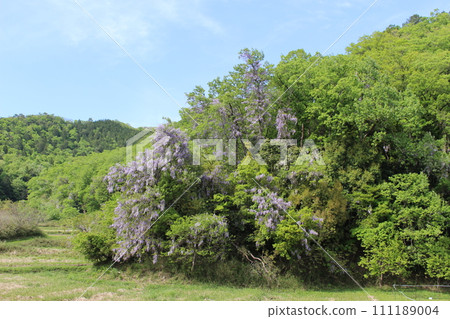 Yamafuji, Yamafuji, Plateau, Kannabe (Hyogo Prefecture) Yamafuji, Yamafuji, Plateau, Kannabe (Hyogo Prefecture) 111189004