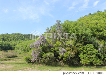 Yamafuji, Yamafuji, Plateau, Kannabe (Hyogo Prefecture) Yamafuji, Yamafuji, Plateau, Kannabe (Hyogo Prefecture) 111189006