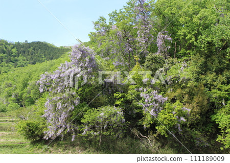 Yamafuji, Yamafuji, Plateau, Kannabe (Hyogo Prefecture) Yamafuji, Yamafuji, Plateau, Kannabe (Hyogo Prefecture) 111189009
