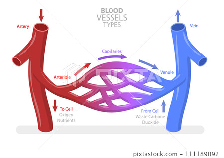 3D Isometric Flat  Conceptual Illustration of Blood Vessels Types 111189092