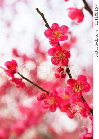 梅花(紅色交錯) 梅花(紅色交錯) 111189157