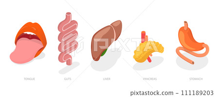 3D Isometric Flat Conceptual Illustration of Digestive System Anatomy 3D Isometric Flat Conceptual Illustration of Digestive System Anatomy 111189203