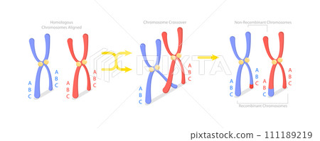 3D Isometric Flat Conceptual Illustration of Crossing Over Chromosomes 3D Isometric Flat Conceptual Illustration of Crossing Over Chromosomes 111189219