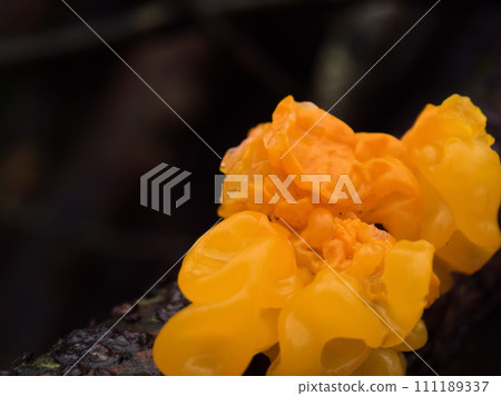 一月在樹幹上生長的聖甲蟲蘑菇 111189337