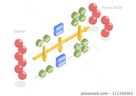 3D Isometric Flat  Conceptual Illustration of Glycolysis 111189363