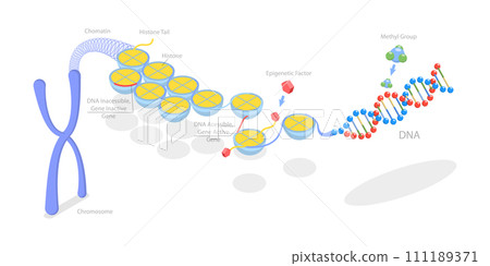 3D Isometric Flat Conceptual Illustration of Epigenetic Mechanisms 3D Isometric Flat Conceptual Illustration of Epigenetic Mechanisms 111189371