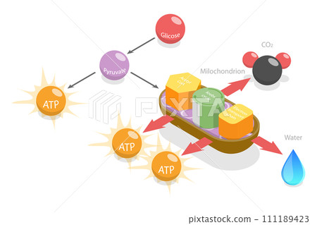 3D Isometric Flat Conceptual Illustration of Aerobic Respiration 3D Isometric Flat Conceptual Illustration of Aerobic Respiration 111189423