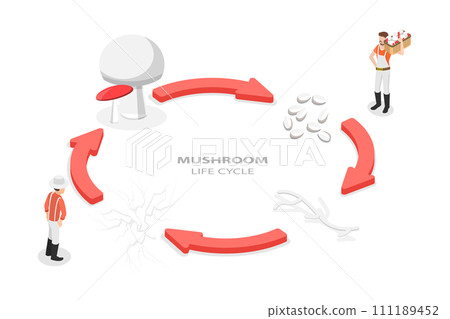 3D Isometric Flat  Conceptual Illustration of Mushroom Life Cycle 111189452