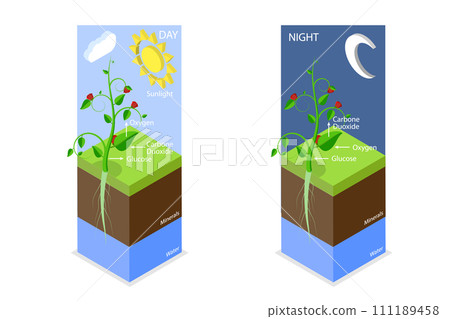 3D Isometric Flat Conceptual Illustration of Photosynthesis 3D Isometric Flat Conceptual Illustration of Photosynthesis 111189458