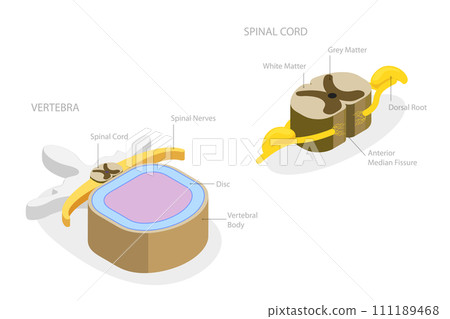 3D Isometric Flat Conceptual Illustration of Spinal Cord 3D Isometric Flat Conceptual Illustration of Spinal Cord 111189468