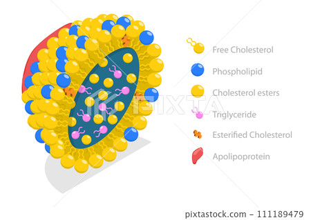 3D Isometric Flat  Conceptual Illustration of Chylomicron Structure 111189479