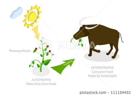 3D Isometric Flat Conceptual Illustration of Autotroph And Heterotroph 3D Isometric Flat Conceptual Illustration of Autotroph And Heterotroph 111189482