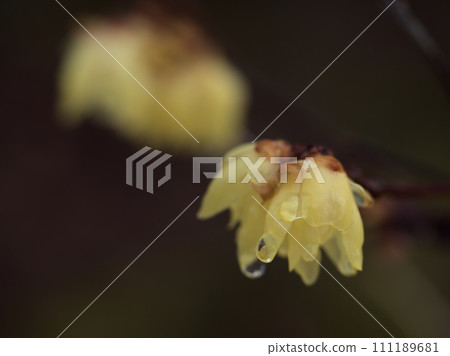 Yellow wax plum blossoms that bloomed in January 111189681