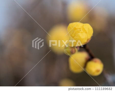 一月盛開的黃蠟梅花 111189682