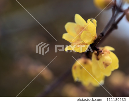 一月盛開的黃蠟梅花 一月盛開的黃蠟梅花 111189683