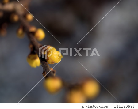 Yellow wax plum buds that swell in January 111189685