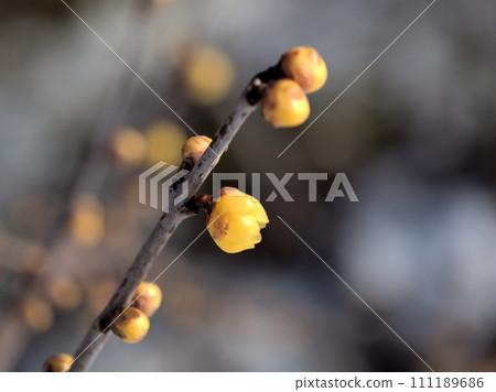 Yellow wax plum buds that swell in January 111189686