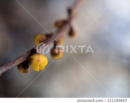 一月發芽的黃蠟梅花蕾 111189687