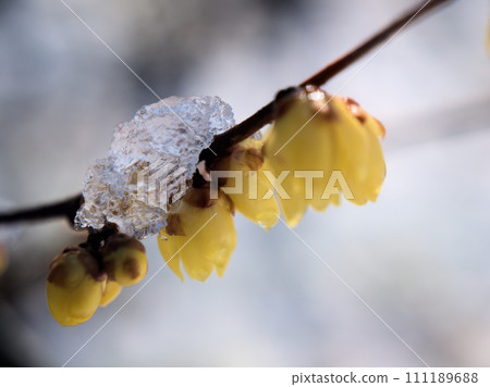 一月盛開的黃蠟梅花 一月盛開的黃蠟梅花 111189688