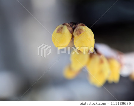 一月發芽的黃蠟梅花蕾 111189689