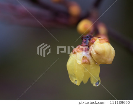 一月發芽的黃蠟梅花蕾 一月發芽的黃蠟梅花蕾 111189690