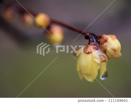 一月盛開的黃蠟梅花 111189691