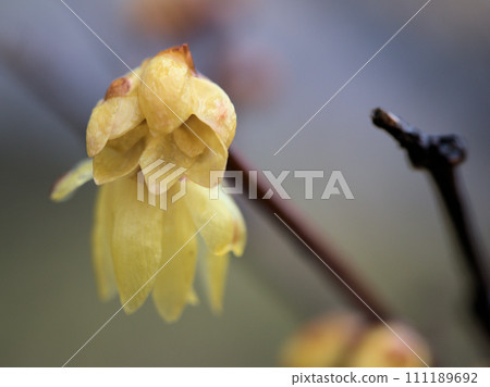 一月盛開的黃蠟梅花 111189692