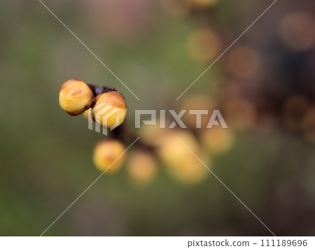 一月發芽的黃蠟梅花蕾 一月發芽的黃蠟梅花蕾 111189696