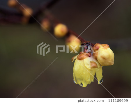 一月盛開的黃蠟梅花 111189699