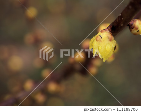 一月盛開的黃蠟梅花 111189700