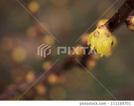 一月盛開的黃蠟梅花 一月盛開的黃蠟梅花 111189701