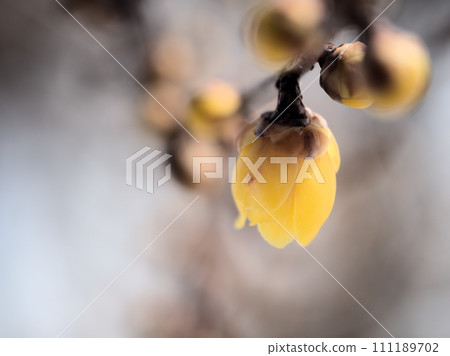 一月盛開的黃蠟梅花 111189702