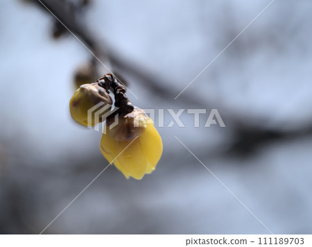 一月盛開的黃蠟梅花 111189703