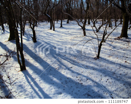 Snow-covered woods Snow-covered woods 111189747
