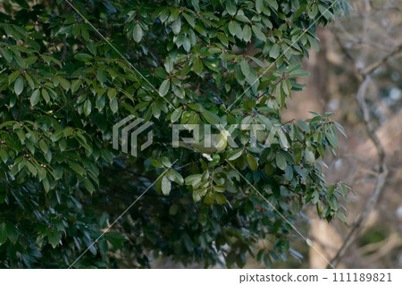 一隻鴿子正在尋找橡子 111189821