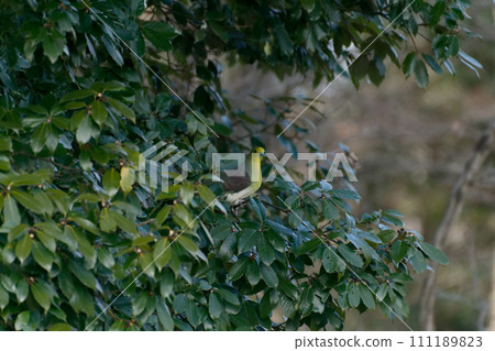 一隻鴿子正在尋找橡子 111189823