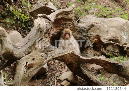 猴子公園裡的猴子在泡溫泉 111189844