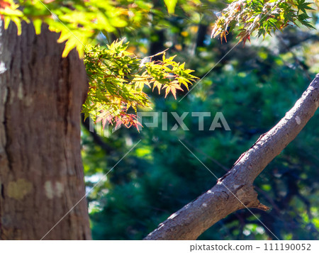 秋天的風景 美麗多彩的秋葉 111190052