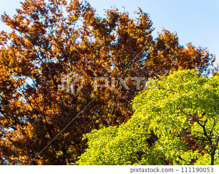 秋天的風景 美麗多彩的秋葉 111190053