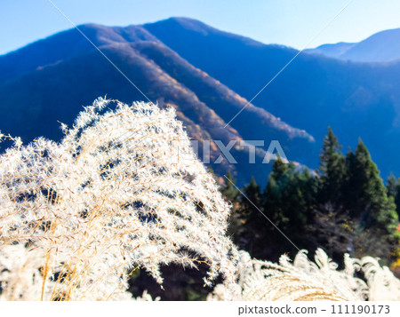 The scenery of Chichibu in early winter, the sparkling silver spikes against the mountain range The scenery of Chichibu in early winter, the sparkling silver spikes against the mountain range 111190173