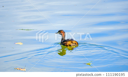 Swimming beeskill 111190195