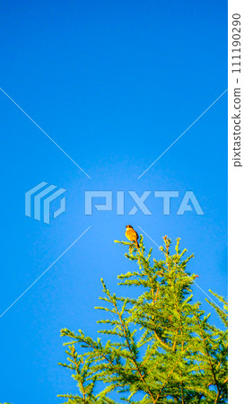 shrike on the tree 111190290