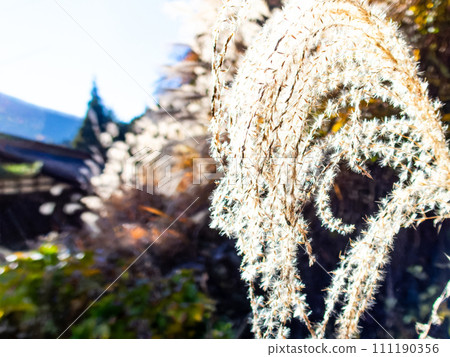 Beautiful pampas grass flowers shining in the autumn sun 111190356