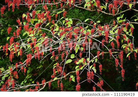 11月水果最佳 11月水果最佳 111190419