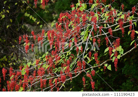 黃鰭金槍魚的紅色果子 111190423