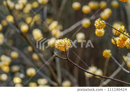 沐浴在陽光下,盛開的光芒 沐浴在陽光下,盛開的光芒 111190424