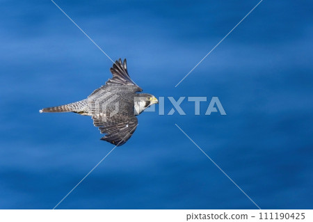 成年遊隼以日本海為背景平靜地飛翔 111190425