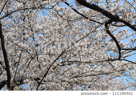 Cherry blossoms in full bloom 111190482