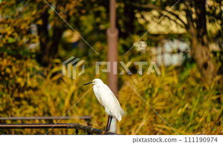 籬笆上的白鷺 111190974